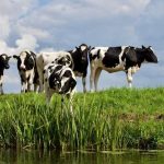 Спеціальна бюджетна дотація за утримання корів  усіх напрямів продуктивності