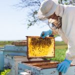 Передбачено виплату спеціальної бюджетної дотації за наявні бджолосім’ї